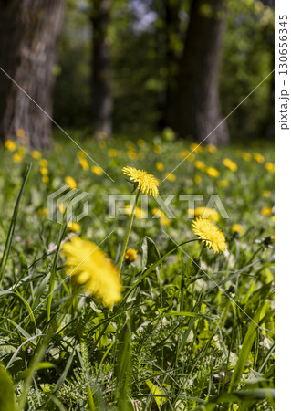 yellow blooming dandelions in spring, green grass and yellow dandelions in sunny spring weather, closeup yellow blooming dandelions in spring, green grass and yellow dandelions in sunny spring weather, closeup 130656345