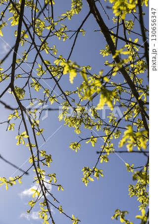 the first foliage of an oak tree against the blue sky, new foliage on oak trees in the spring season, sunny weather in the forest with new foliage 130656347