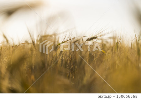 production of agricultural rye plants in eastern Europe during sunset 130656368