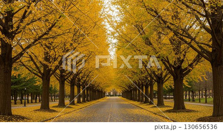 イチョウ並木 130656536