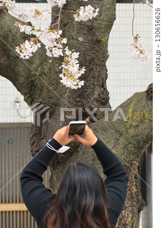 満開の桜をスマホで撮影 春イメージ 満開の桜をスマホで撮影 春イメージ 130656626