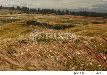 阿蘇高原錦秋の牧草地 阿蘇高原錦秋の牧草地 130656962