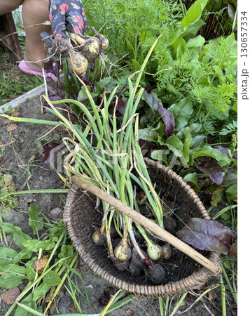 Woman pulling onions from a garden bed. Harvest in a backyard garden. Oblique Angle. Woman pulling onions from a garden bed. Harvest in a backyard garden. Oblique Angle. 130657334