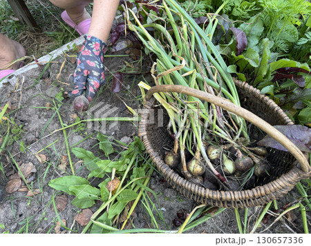 Woman pulling onions from a garden bed. Harvest in a backyard garden. Close-up. 130657336