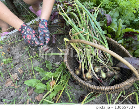 Woman pulling onions from a garden bed. Harvest in a backyard garden. High-Angle Shot. 130657337