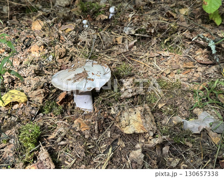 Mushroom grows in the forest. Among fallen leaves and pine needles. 130657338