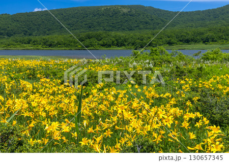 福島県喜多方市熊倉町　雄国沼湿原の満開のニッコウキスゲ群生と吾妻連峰、猫魔ヶ岳などの山の景色 130657345