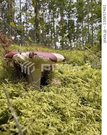 Russula emetica mushroom. Growing in the forest among moss. Ground -level Shot Russula emetica mushroom. Growing in the forest among moss. Ground -level Shot 130657401