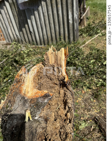 Apple tree trunk cut. The core of the trunk is rotten. Garden care. Close-up Apple tree trunk cut. The core of the trunk is rotten. Garden care. Close-up 130657545