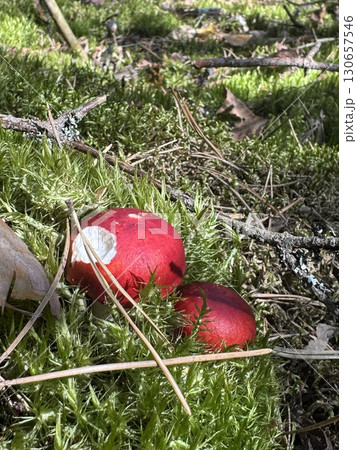 Russula emetica mushroom. Growing in the forest among moss. Russula emetica mushroom. Growing in the forest among moss. 130657546