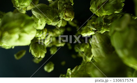 Freeze motion of falling fresh hops cones , close-up Freeze motion of falling fresh hops cones , close-up 130657574