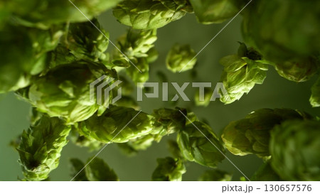 Freeze motion of falling fresh hops cones , close-up Freeze motion of falling fresh hops cones , close-up 130657576