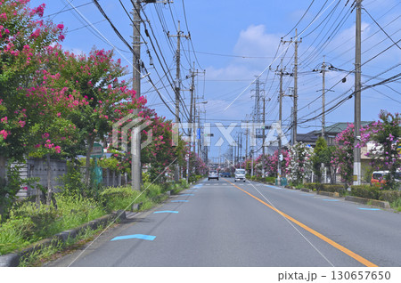 サルスベリが満開の街並み (埼玉県・上尾市) サルスベリが満開の街並み (埼玉県・上尾市) 130657650