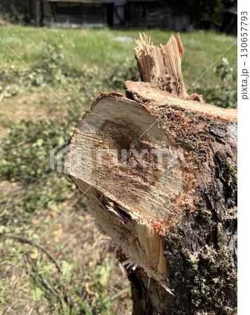 Apple tree trunk cut. The core of the trunk is rotten. Garden care. Apple tree trunk cut. The core of the trunk is rotten. Garden care. 130657793