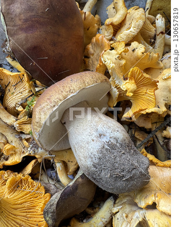 Various edible mushrooms collected in the forest. Porcini mushrooms on top. Close-up. Various edible mushrooms collected in the forest. Porcini mushrooms on top. Close-up. 130657819