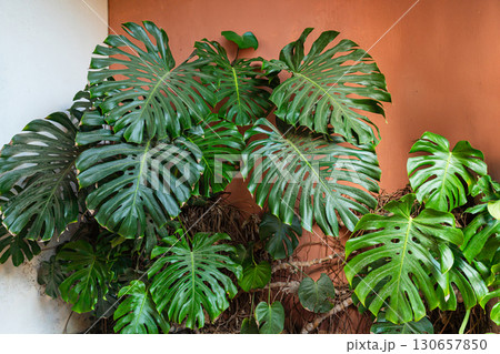 Lush Monstera Leaves Against Rustic Orange Wall 130657850