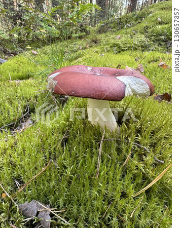 Russula emetica mushroom. Growing in the forest among moss. Close-up. Russula emetica mushroom. Growing in the forest among moss. Close-up. 130657857