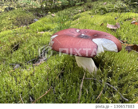 Russula emetica mushroom. Growing in the forest among moss. Close-uo. 130657883