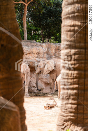 Elephants Feeding in Rocky Enclosure Framed by Trees Elephants Feeding in Rocky Enclosure Framed by Trees 130657896