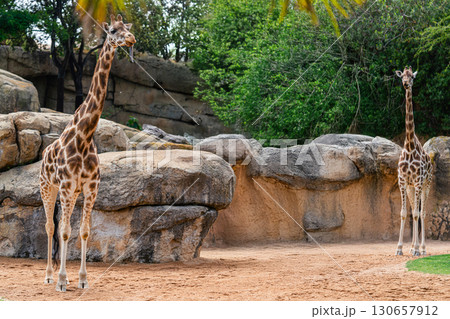 Giraffes Standing in Rocky Enclosure with Trees Overhead 130657912