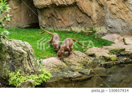 Two Fossas Exploring Grassy Terrain Near Water 130657914