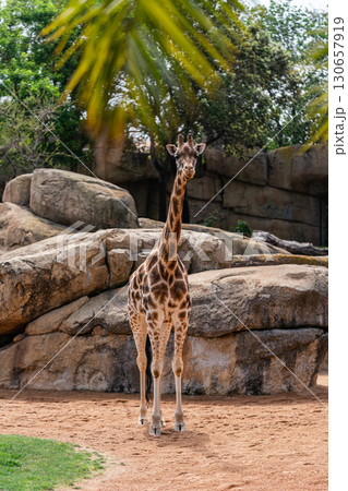 Giraffe Standing in Rocky Enclosure with Trees Overhead 130657919