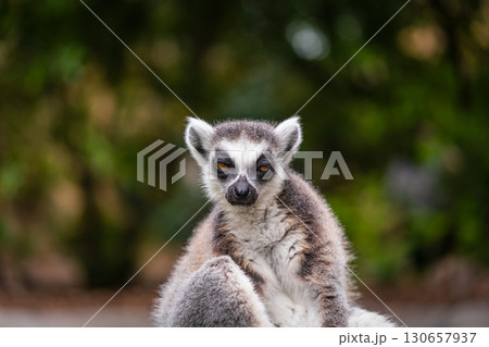 A shot of ring tailed lemur 130657937