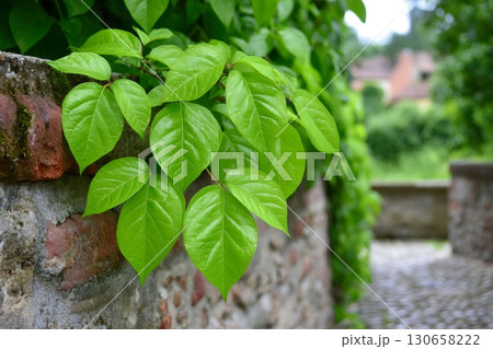 Poison ivy leaves growing on an old stone wall Poison ivy leaves growing on an old stone wall 130658222