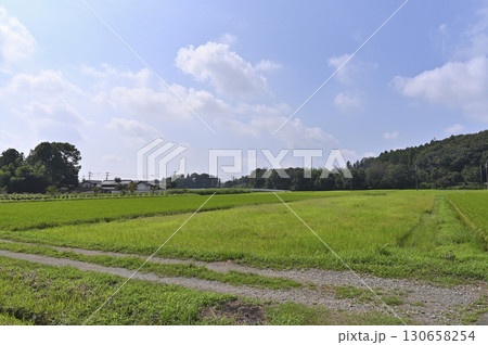里山の風景 (埼玉県・鳩山町) 里山の風景 (埼玉県・鳩山町) 130658254