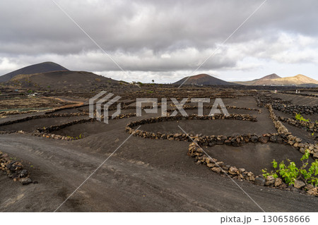 Scenic view of vineyards on the volcanic landscape of Lanzarote. The unique cultivation method creates an interesting contrast with the terrain. Scenic view of vineyards on the volcanic landscape of Lanzarote. The unique cultivation method creates an interesting contrast with the terrain. 130658666