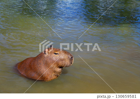 Capybara in water by grassy lake shore in Brazil Capybara in water by grassy lake shore in Brazil 130659581