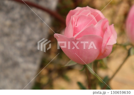 バラ園でピンクの薔薇を撮影した写真 130659630