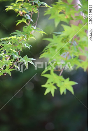 かえでの青葉 かえでの青葉 130659915