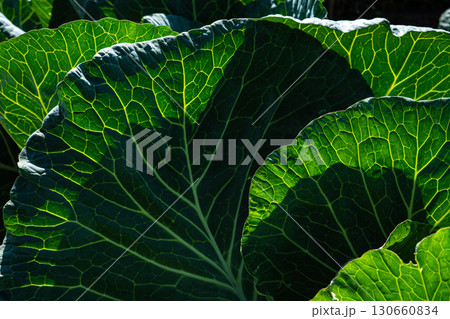 Lush Green Cabbage Leaves Glimmer Under Sunlight, Showcasing Intricate Veins and Textures of Nature's Leafy Vegetation in a Vibrant Garden Setting 130660834