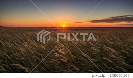 Sunset over wheat field glowing with golden light. 130661105