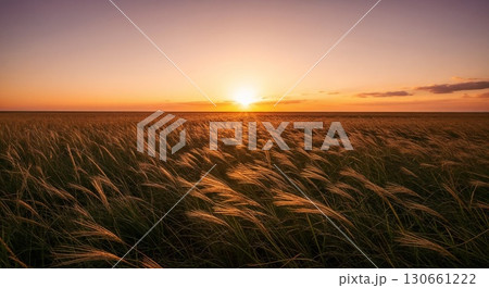 Golden field of wheat under sunset sky. 130661222