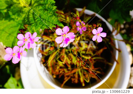 食虫植物 アフリカナガバノモウセンゴケ モウセンゴケ ナガバノモウセンゴケ 食虫植物 アフリカナガバノモウセンゴケ モウセンゴケ ナガバノモウセンゴケ 130661229