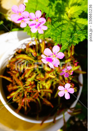 食虫植物 アフリカナガバノモウセンゴケ モウセンゴケ ナガバノモウセンゴケ  食虫植物 アフリカナガバノモウセンゴケ モウセンゴケ ナガバノモウセンゴケ  130661236
