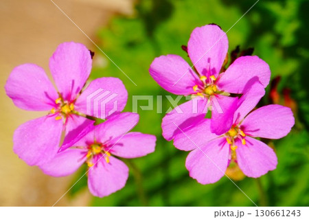 食虫植物　アフリカナガバノモウセンゴケ　モウセンゴケ　ナガバノモウセンゴケ　 130661243