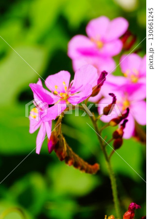 食虫植物　アフリカナガバノモウセンゴケ　モウセンゴケ　ナガバノモウセンゴケ　 130661245