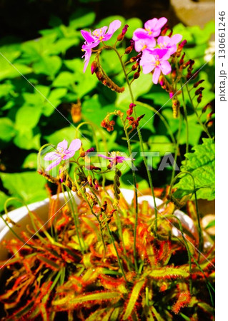 食虫植物 アフリカナガバノモウセンゴケ モウセンゴケ ナガバノモウセンゴケ 食虫植物 アフリカナガバノモウセンゴケ モウセンゴケ ナガバノモウセンゴケ 130661246