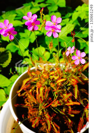 食虫植物 アフリカナガバノモウセンゴケ モウセンゴケ ナガバノモウセンゴケ 食虫植物 アフリカナガバノモウセンゴケ モウセンゴケ ナガバノモウセンゴケ 130661249
