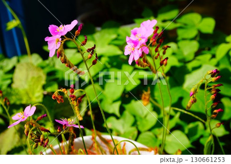 食虫植物 アフリカナガバノモウセンゴケ モウセンゴケ ナガバノモウセンゴケ 食虫植物 アフリカナガバノモウセンゴケ モウセンゴケ ナガバノモウセンゴケ 130661253