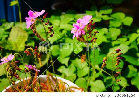 食虫植物　アフリカナガバノモウセンゴケ　モウセンゴケ　ナガバノモウセンゴケ　 130661254
