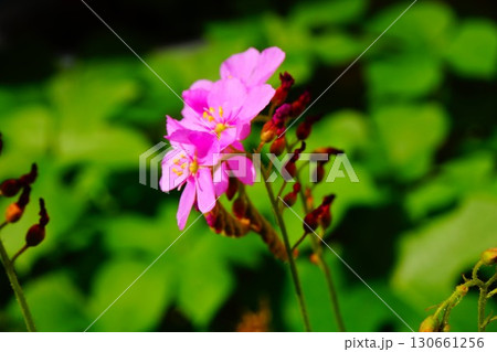 食虫植物 アフリカナガバノモウセンゴケ モウセンゴケ ナガバノモウセンゴケ 食虫植物 アフリカナガバノモウセンゴケ モウセンゴケ ナガバノモウセンゴケ 130661256