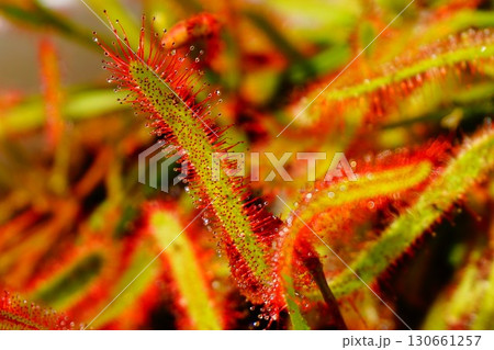 食虫植物 アフリカナガバノモウセンゴケ モウセンゴケ ナガバノモウセンゴケ 食虫植物 アフリカナガバノモウセンゴケ モウセンゴケ ナガバノモウセンゴケ 130661257