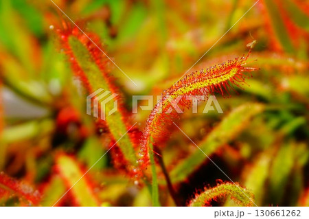 食虫植物　アフリカナガバノモウセンゴケ　モウセンゴケ　ナガバノモウセンゴケ　 130661262
