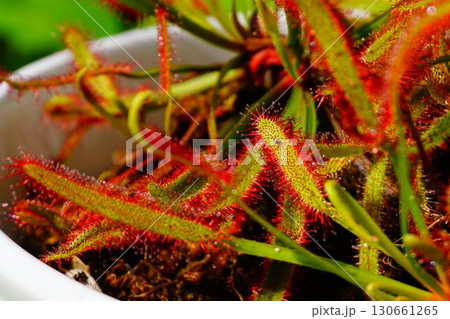 食虫植物 アフリカナガバノモウセンゴケ モウセンゴケ ナガバノモウセンゴケ  食虫植物 アフリカナガバノモウセンゴケ モウセンゴケ ナガバノモウセンゴケ  130661265