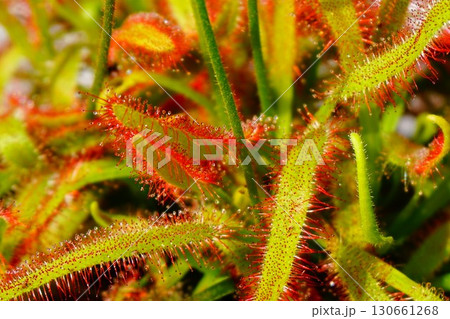 食虫植物　アフリカナガバノモウセンゴケ　モウセンゴケ　ナガバノモウセンゴケ　 130661268