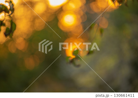 Defocus light background blurred nature at sunset. Defocus light background blurred nature at sunset. 130661411
